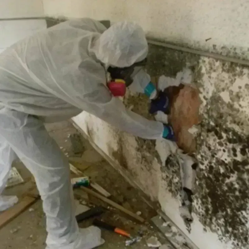 Mold Remediation and Removal in Manteca, CA